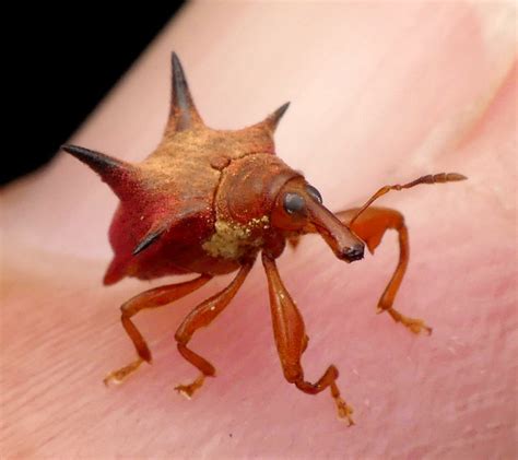 r/weeviltime|594 best r/weeviltime images on Pholder .